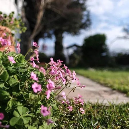 Solly's Garden House - πλάκα λιτοχώρου * Plaka Litochorou