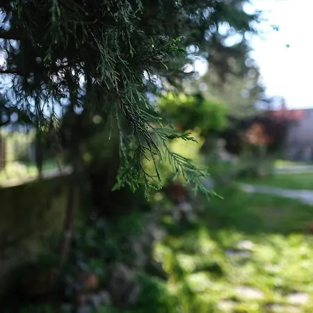 Solly's Garden House - πλάκα λιτοχώρου Villa